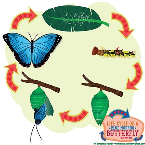 Cycle de vie d'un papillon de Morpho bleu Clip Art