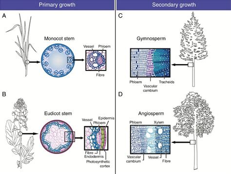 The cell biology of secondary cell wall biosynthesis « Botany One