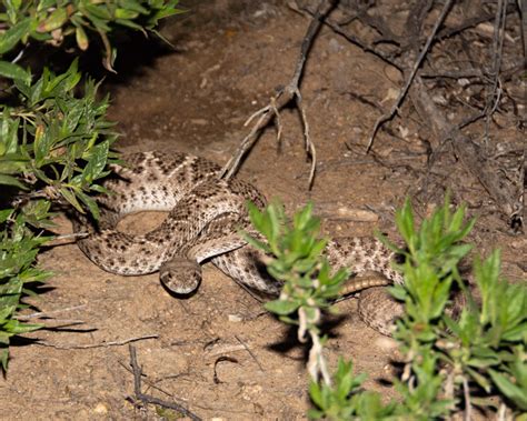 Another Night at Sabino Canyon – With Some Venomous Creatures ...