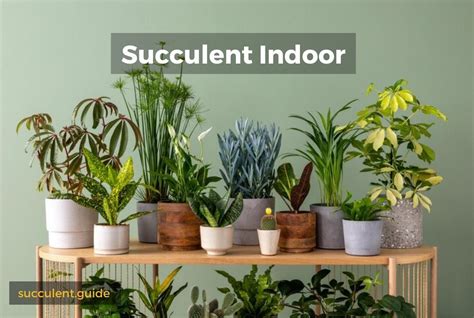 25 Best Succulent Species for Indoors - Succulent Guide