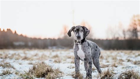 Download Puppy Depth Of Field Dog Animal Great Dane HD Wallpaper