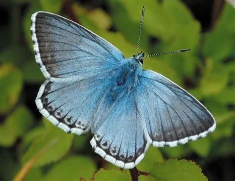 mission blue butterfly - Google-søgning | Butterfly species, Butterfly ...