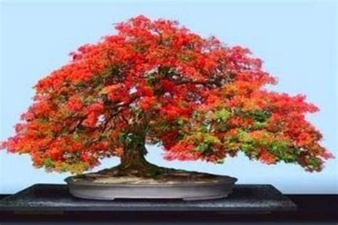 Royal Poinciana Bonsai: The stunning tree that makes a perfect bonsai