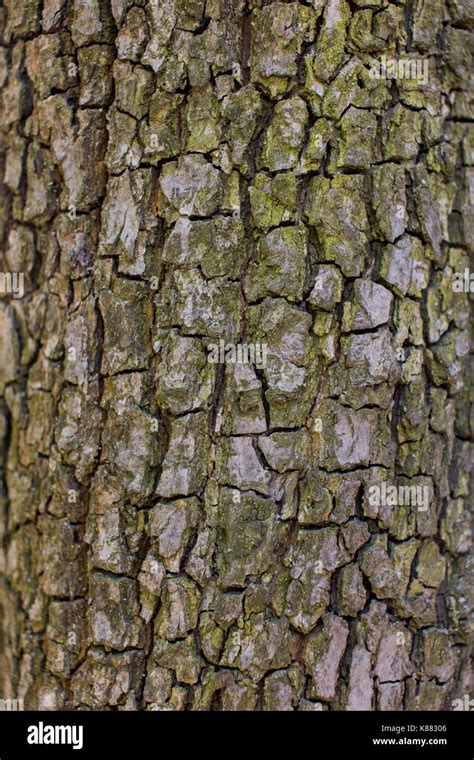 Texture of pear tree bark Stock Photo - Alamy