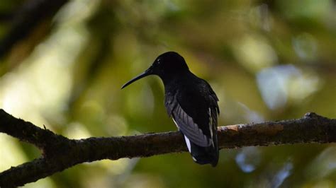 Brazilian Hummingbird Makes the Highest-Pitched Call Of Any Bird