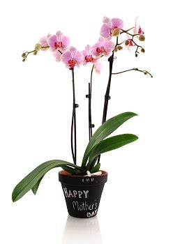 Make Your Own Mother’s Day Orchid Gift