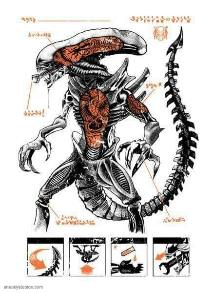 Download xenomorph vs predator - qosamagnet