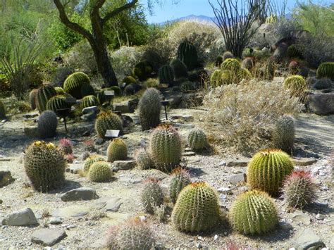 Book Junkie: The Living Desert, Palm Springs