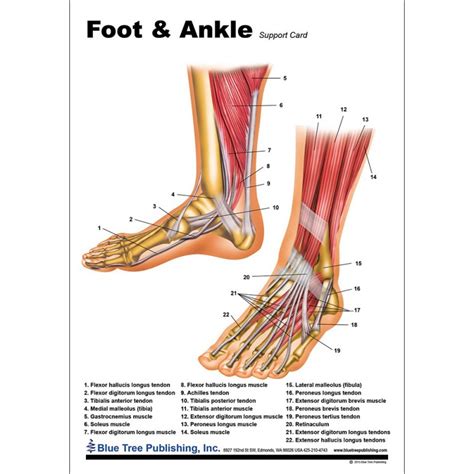 Foot Ankle Anatomy Chart Poster Laminated | ubicaciondepersonas.cdmx.gob.mx