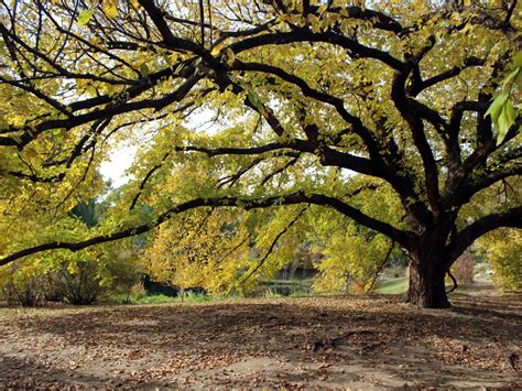 How to Grow and Care for Elm Trees | HGTV