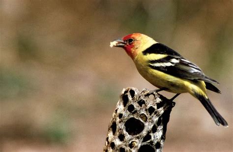 tanager | Description, Species, & Facts | Britannica