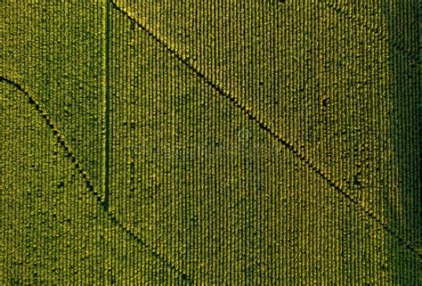 Aerial View of Field Growing Tobacco in Chile. Top View from Drone ...