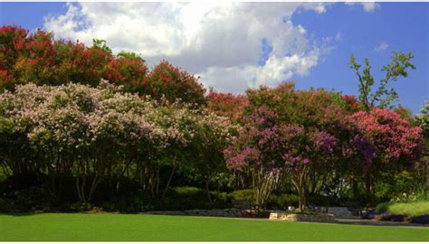 Dallas Arboretum presents Summer at the Arboretum - Event -CultureMap ...