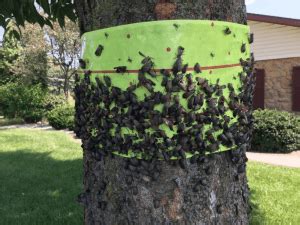 How to Kill Spotted Lanternfly? Easy DIY Methods