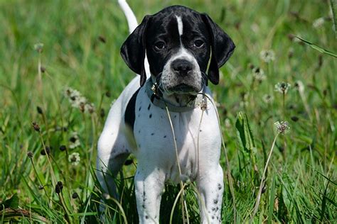 Pointer Puppies For Sale