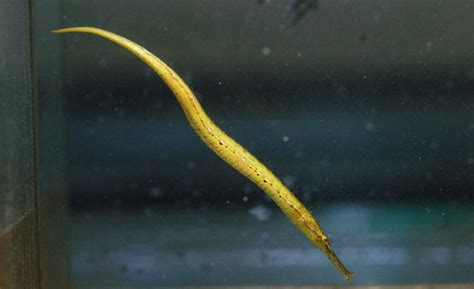 Pipefish | The Life of Animals