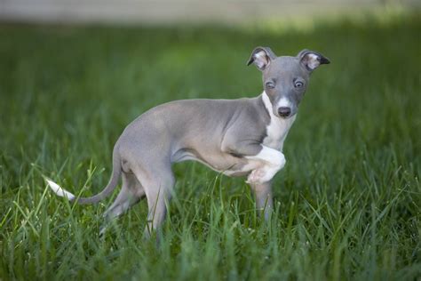 Italian Greyhound puppy Phillipa Fiona Thing McCain at 9 weeks. Photo ...