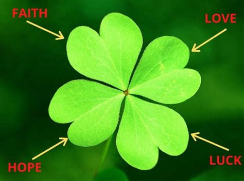 Four Leaf Clover Symbolism and Good Luck Meaning