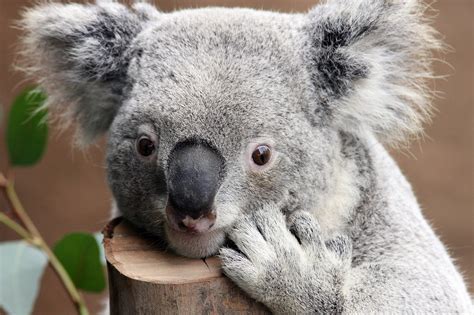 Koala Bear Wallpaper (64+ images)