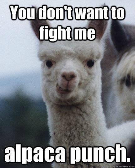 15 Hilarious Alpaca Memes That Will Have You Laughing All Day | Meme ...