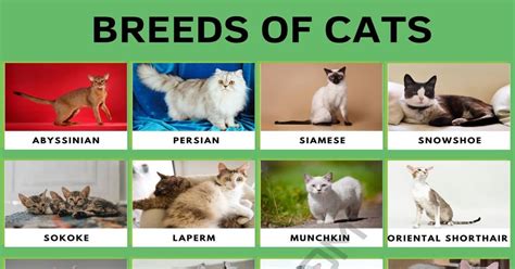 Cat Breeds: 56 Cute Types of Cats in the World • 7ESL