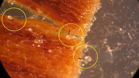 Dutch Elm Disease | K-State Turfgrass