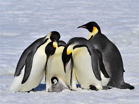 Emperor Penguin Facts - WorldAtlas