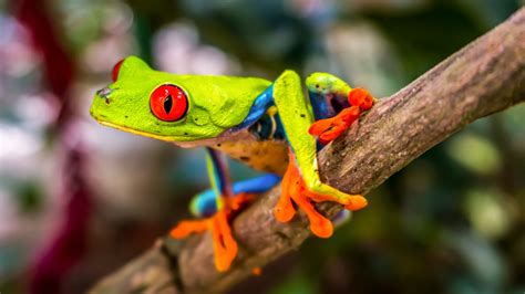 Beautiful Tree Frog - https://www.highdefwallpaper.com/animals ...