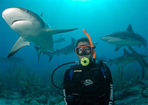 nassau-shark-dive-diver - Bahamas Cruise Excursions