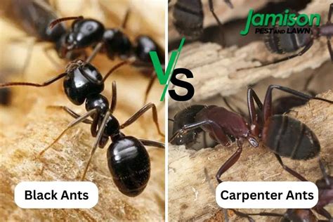 Carpenter Ants Vs Black Ants — Which Is Worse For Your Home? - Jamison ...