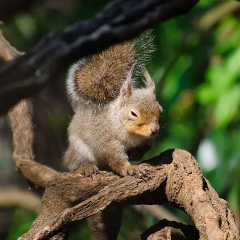 Japanese Squirrel - Facts, Diet, Habitat & Pictures on Animalia.bio