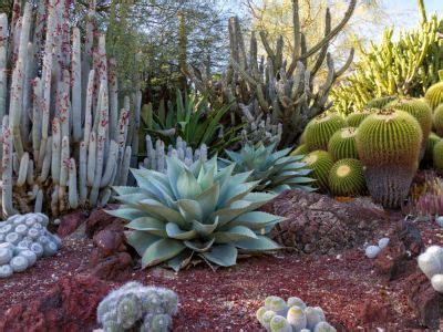 Desert Garden Theme - What Plants Are Best For Desert Gardens