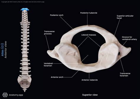 Atlas 1st Cervical Vertebra 3D Model 3D Model | ubicaciondepersonas ...