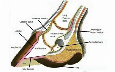 The Anatomy of the Hoof | Hoofcount