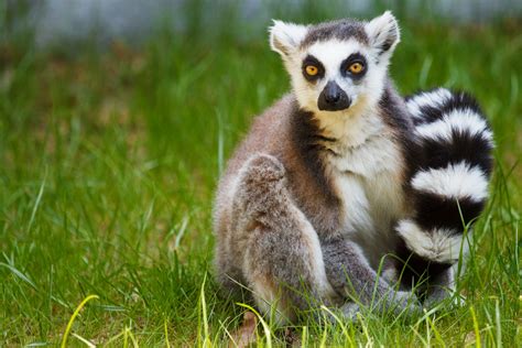 Ring-tailed Lemur Free Stock Photo - Public Domain Pictures