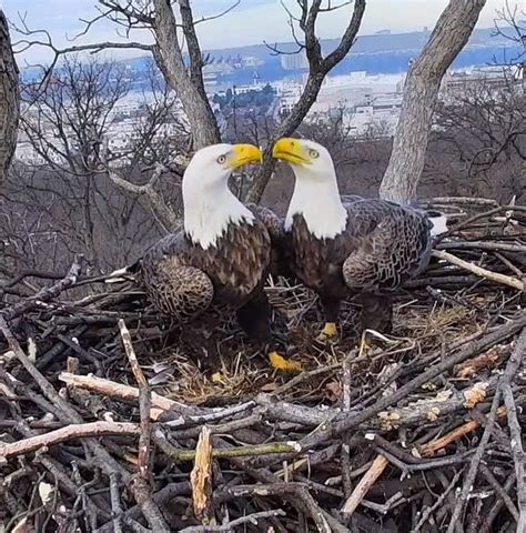 As the nest turns: What’s really going on in that bald eagle nest in D ...