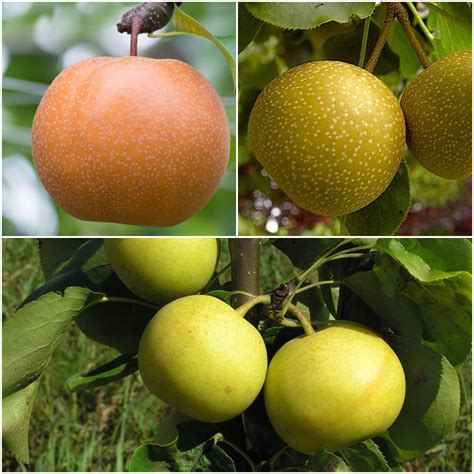 3-in-1 Asian Pear Jubilee Tree - Different Asian Pear varieties grow o ...