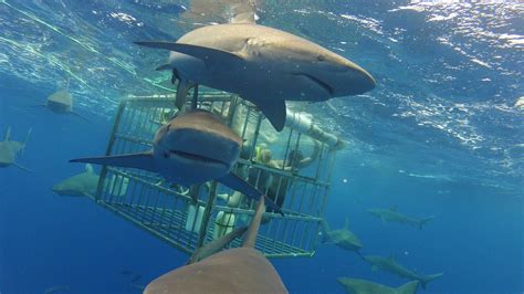 11 Places Where You Can Swim with Sharks | Expedia Viewfinder Swimming ...