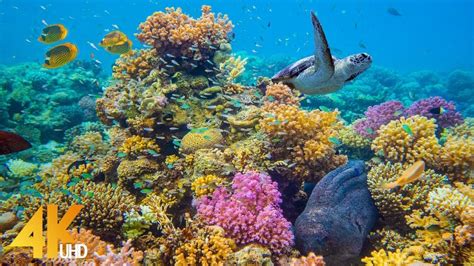 4K Stunning Underwater Wonders of the Red Sea - Colorful Coral Reef ...