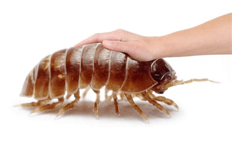 Petting isopod meme : r/MemeEconomy