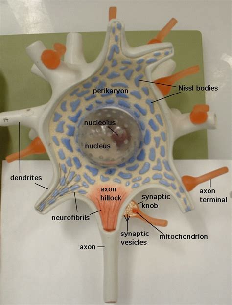 Gross Anatomy, Brain Anatomy, Medical Anatomy, Body Anatomy, Skull ...