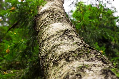 Premium Photo | Birch tree in the forest