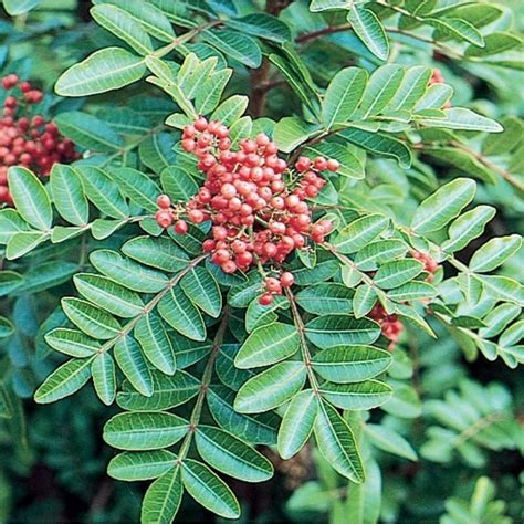 brazilian pepper tree leaves - So Perfect Vlog Galleria Di Immagini