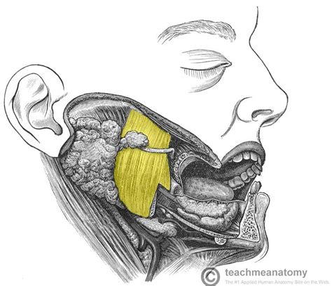 The Muscles of Mastication - Attachments - Actions - Innervation ...