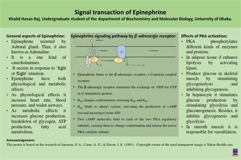 Mechanism of Action of Epinephrine | PDF | Biotechnology | Neurochemistry