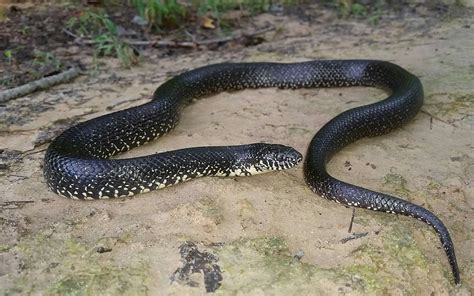 Black Kingsnake (Snakes of Louisiana) · iNaturalist