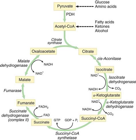 Krebs Cycle/ TCA Cycle - Mnemonic - Simplified Biology