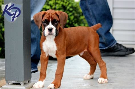 Puppy Finder: Find & Buy a Dog today by using our Petfinder | Boxer ...