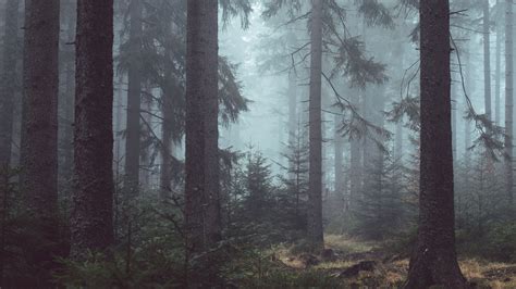 Misty Forest Wallpaper - iPhone, Android & Desktop Backgrounds