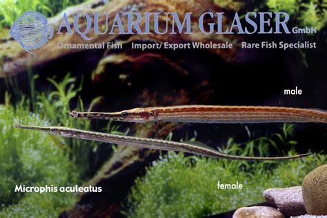 Freshwater pipefish from West Africa - Aquarium Glaser GmbH